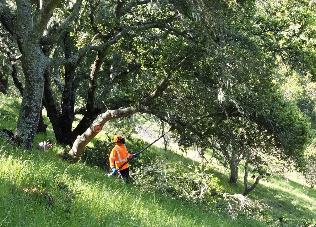 Trimming low hanging branches (ladder fuel) with powered pole saw
